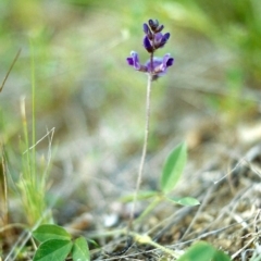 Glycine tabacina (Variable Glycine) at Conder, ACT - 9 Nov 1999 by MichaelBedingfield