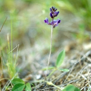 Glycine tabacina at Conder, ACT - 9 Nov 1999