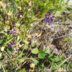 Glycine tabacina (Variable Glycine) at Conder, ACT - 30 Nov 1999 by MichaelBedingfield