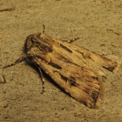 Agrotis munda (Brown Cutworm) at Conder, ACT - 14 Sep 2017 by MichaelBedingfield