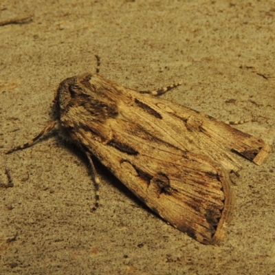 Agrotis munda (Brown Cutworm) at Conder, ACT - 14 Sep 2017 by MichaelBedingfield