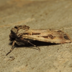 Agrotis munda at Conder, ACT - 14 Sep 2017 07:34 AM