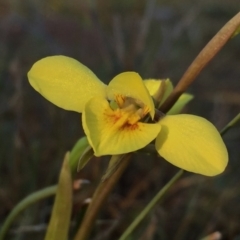 Diuris chryseopsis (Golden Moth) at Googong, NSW - 20 Sep 2017 by Wandiyali