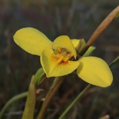 Diuris chryseopsis (Golden Moth) at Wandiyali-Environa Conservation Area - 20 Sep 2017 by Wandiyali