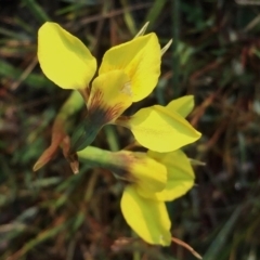 Diuris chryseopsis at Googong, NSW - suppressed