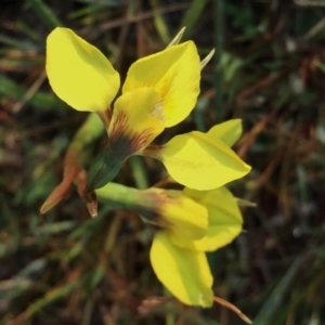 Diuris chryseopsis at Googong, NSW - suppressed