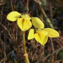 Diuris chryseopsis at Googong, NSW - suppressed