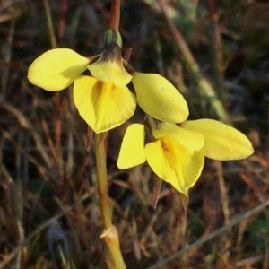 Diuris chryseopsis at Googong, NSW - suppressed