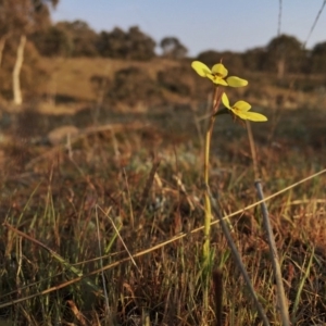 Diuris chryseopsis at Googong, NSW - suppressed