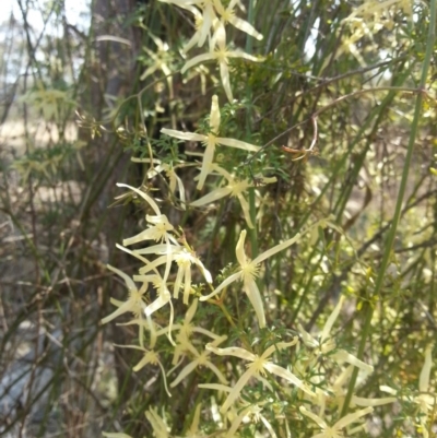 Clematis leptophylla (Small-leaf Clematis, Old Man's Beard) at Greenway, ACT - 21 Sep 2017 by MatthewFrawley