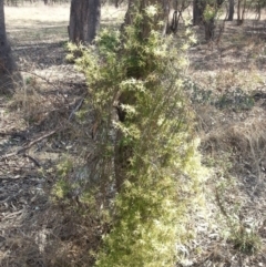 Clematis leptophylla at Greenway, ACT - 21 Sep 2017 12:41 PM