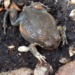 Limnodynastes dumerilii (Eastern Banjo Frog) at Ngunnawal, ACT - 14 Mar 2017 by Speleo