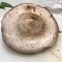 Agaricus sp. (Agaricus) at Ngunnawal, ACT - 10 Apr 2017 by Speleo