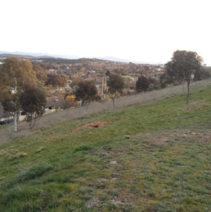 Oryctolagus cuniculus at Ngunnawal, ACT - 21 Sep 2017 05:28 PM