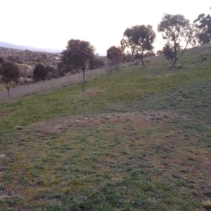 Oryctolagus cuniculus at Ngunnawal, ACT - 21 Sep 2017 05:28 PM