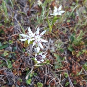 Wurmbea dioica subsp. dioica at Isaacs, ACT - 21 Sep 2017 05:30 PM