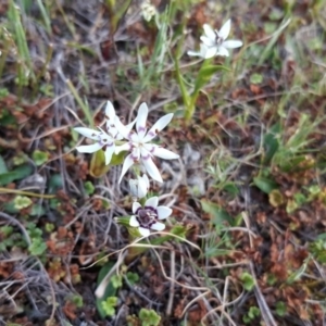 Wurmbea dioica subsp. dioica at Isaacs, ACT - 21 Sep 2017