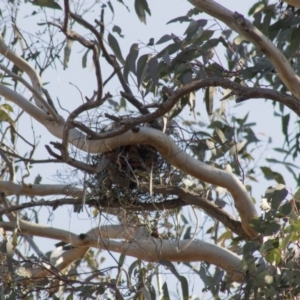 Gymnorhina tibicen at Higgins, ACT - 20 Sep 2017 02:50 PM