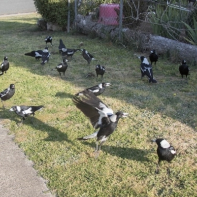 Gymnorhina tibicen (Australian Magpie) at Higgins, ACT - 20 Sep 2017 by AlisonMilton