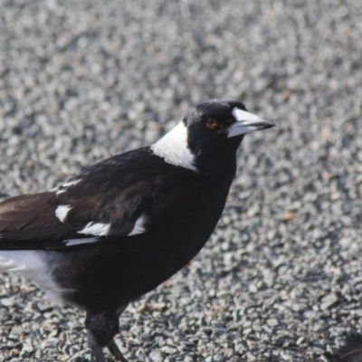 Gymnorhina tibicen (Australian Magpie) at Higgins, ACT - 20 Sep 2017 by Alison Milton