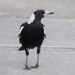 Gymnorhina tibicen (Australian Magpie) at Higgins, ACT - 20 Sep 2017 by Alison Milton