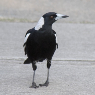 Gymnorhina tibicen (Australian Magpie) at Higgins, ACT - 20 Sep 2017 by Alison Milton