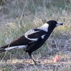 Gymnorhina tibicen at Scullin, ACT - 20 Sep 2017 03:25 PM