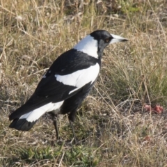 Gymnorhina tibicen at Scullin, ACT - 20 Sep 2017 03:25 PM