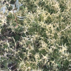 Clematis leptophylla at Garran, ACT - 21 Sep 2017