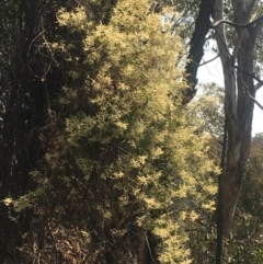Clematis leptophylla at Garran, ACT - 21 Sep 2017