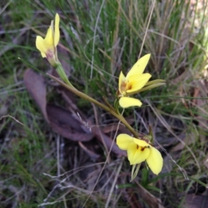 Diuris chryseopsis at Kambah, ACT - 21 Sep 2017