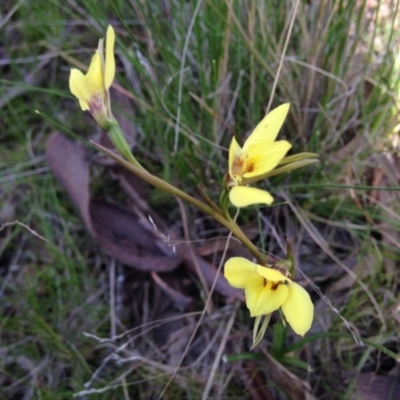 Diuris chryseopsis (Golden Moth) at Kambah, ACT - 21 Sep 2017 by RosemaryRoth