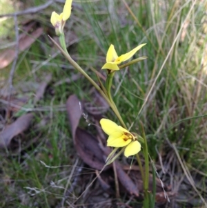 Diuris chryseopsis at Kambah, ACT - 21 Sep 2017