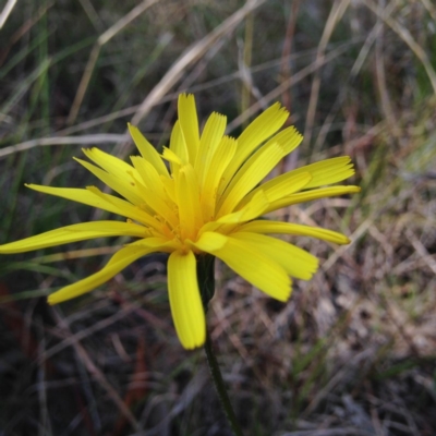 Microseris walteri (Yam Daisy, Murnong) at Little Taylor Grasslands - 21 Sep 2017 by RosemaryRoth