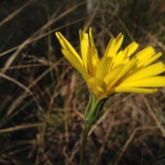 Microseris walteri at Kambah, ACT - 21 Sep 2017 02:11 PM