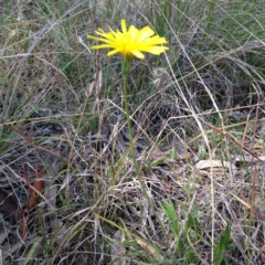 Microseris walteri at Kambah, ACT - 21 Sep 2017 02:11 PM