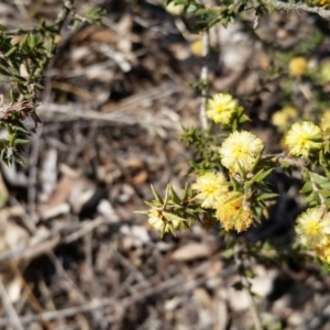 Acacia gunnii at Canberra Central, ACT - 21 Sep 2017