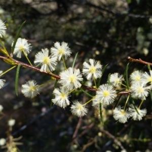 Acacia genistifolia at Canberra Central, ACT - 21 Sep 2017