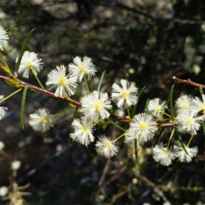 Acacia genistifolia (Early Wattle) at Black Mountain - 21 Sep 2017 by galah681