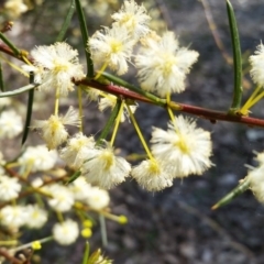 Acacia genistifolia at Canberra Central, ACT - 21 Sep 2017