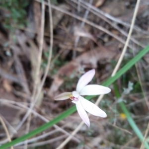 Caladenia fuscata at Point 5204 - suppressed