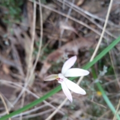 Caladenia fuscata (Dusky Fingers) at Molonglo Valley, ACT - 21 Sep 2017 by galah681