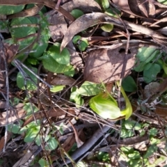 Pterostylis nutans (Nodding Greenhood) at Molonglo Valley, ACT - 21 Sep 2017 by galah681