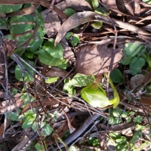 Pterostylis nutans at Undefined Area - suppressed