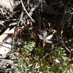 Caladenia fuscata (Dusky Fingers) at Molonglo Valley, ACT - 21 Sep 2017 by galah681