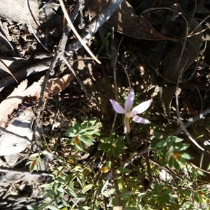 Caladenia fuscata at Point 5204 - 21 Sep 2017