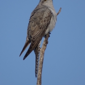 Cacomantis pallidus at Garran, ACT - 20 Sep 2017 08:36 AM