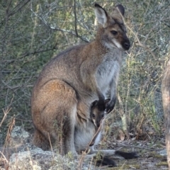 Notamacropus rufogriseus (Red-necked Wallaby) at Garran, ACT - 19 Sep 2017 by roymcd