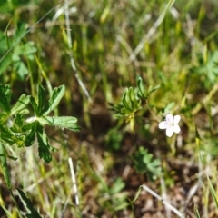 Geranium (genus) (Geranium) at Conder, ACT - 22 Oct 1999 by MichaelBedingfield