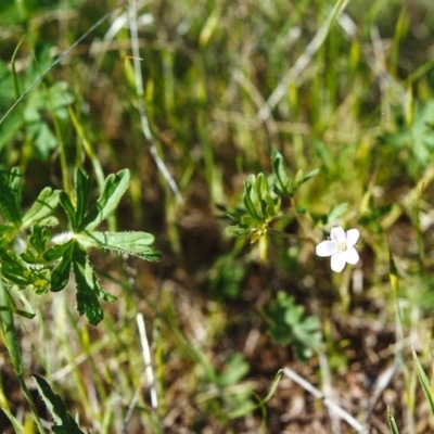 Geranium (genus) (Geranium) at Conder, ACT - 22 Oct 1999 by MichaelBedingfield